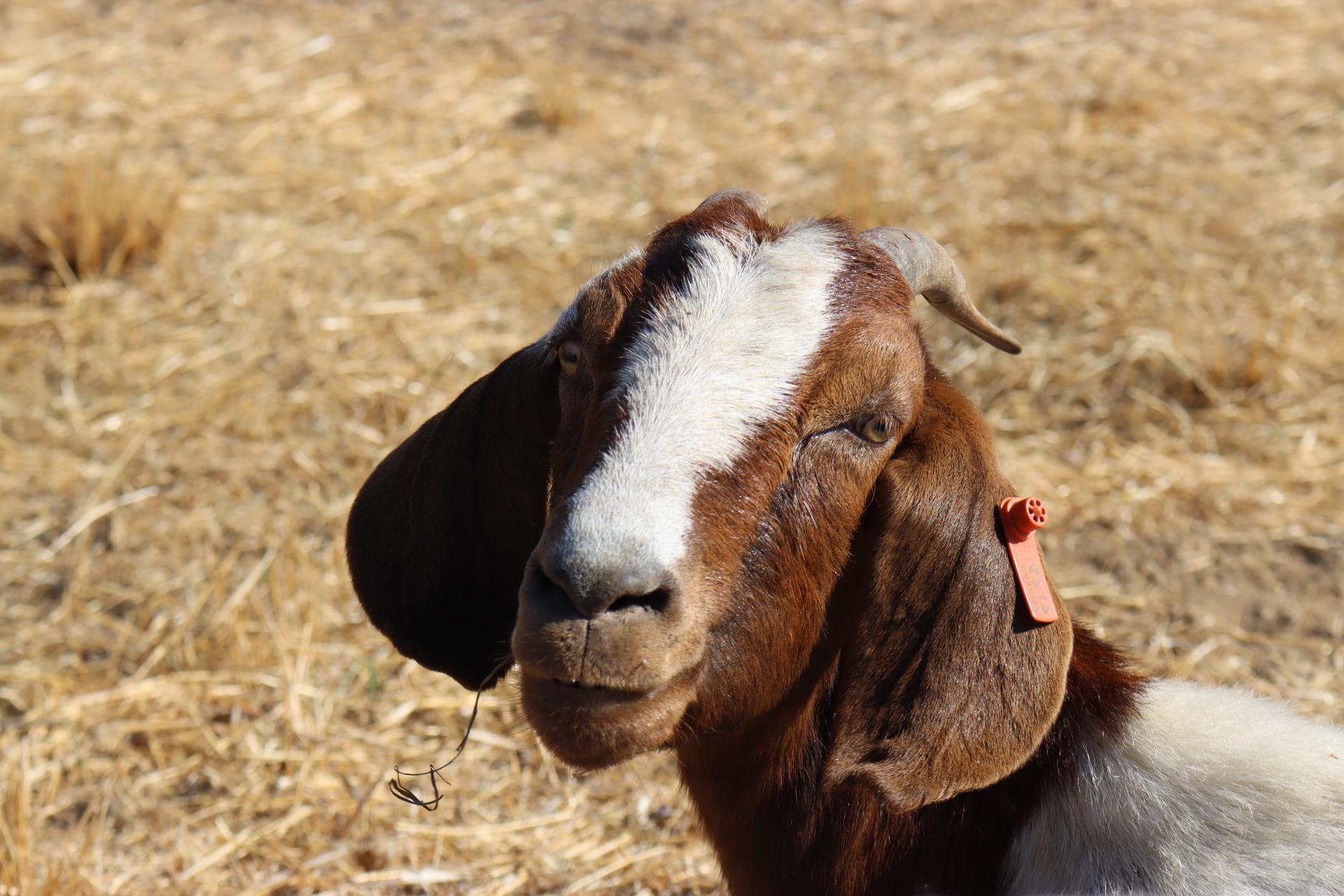 brown and white spotted goat staring into the camera